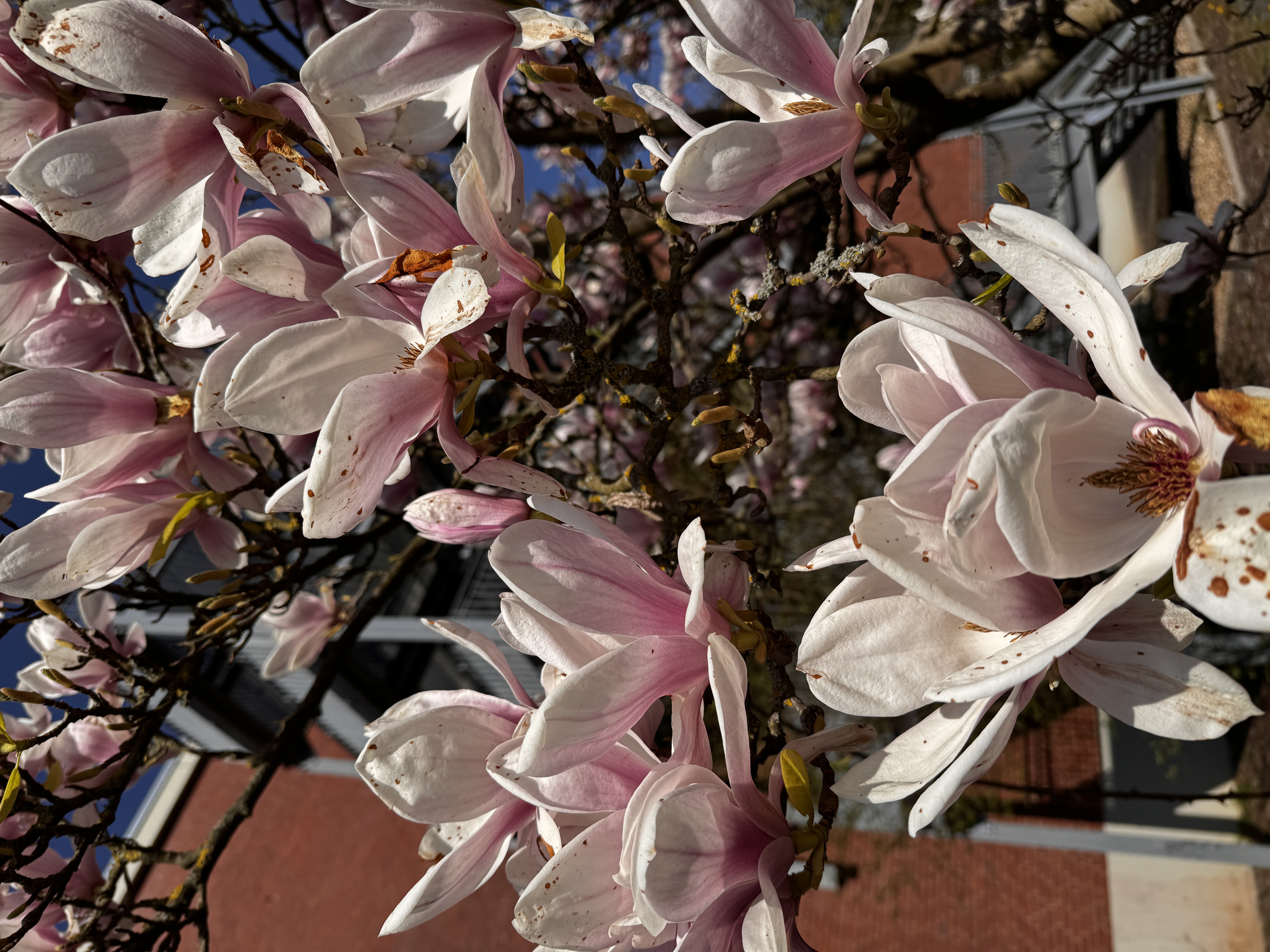 Magnolia