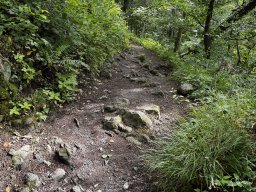 Steiniger Waldweg (4.6.)