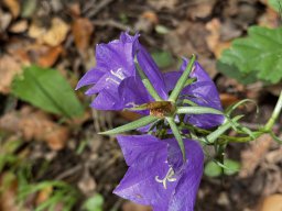 Pfirsichblättrige Glockenblume (4.6.)