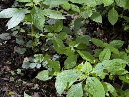Kleines Springkraut (4.6.)