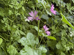 Wilde Malve (8.6.)