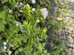 Feinstrahl Berufkraut (8.6.)