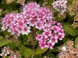 Spierstrauch japonica (14.6.)