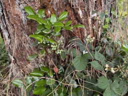 Mahonia aquifolium (14.6.)