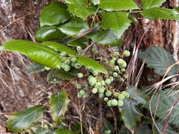 Mahonia aquifolium (14.6.)