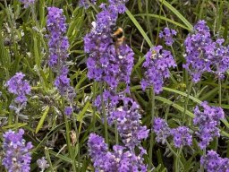 Echter Lavendel (14.6.)