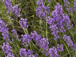 Echter Lavendel (14.6.)
