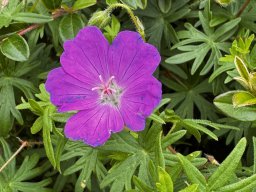 Blutroter Stochschnabel (14.6.)