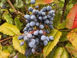 Mahonia aquifolium (14.6.)