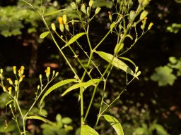 Gemeiner Rainkohl (15.6.)