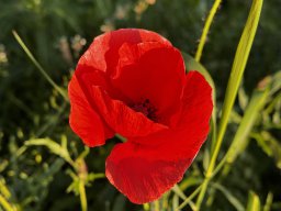 Klatschmohn (15.6.)