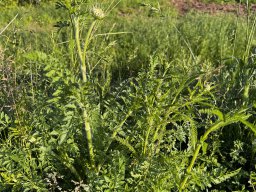 Goldgarbe - Gelbe Schafgarbe (15.6.)