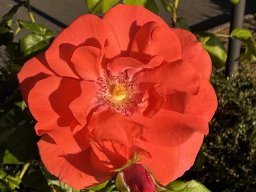 Heckenrose (23.6.)