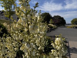 Yucca Filamentosa (23.6.)