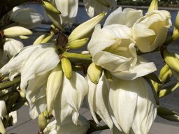 Yucca Filamentosa (23.6.)