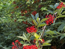 Roter Holunder (27.6.)