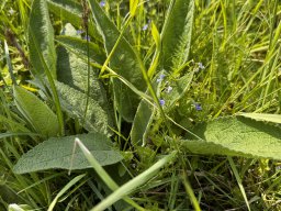 Wiesensalbei (10.5.)