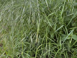 Taube Trespe (10.5.)