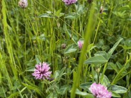 Wiesenklee (10.5.)