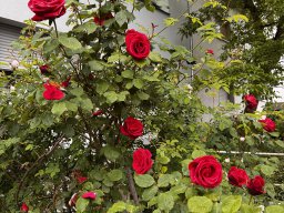 China-Rose (20.5.)