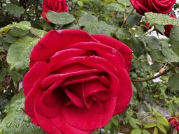 China-Rose (20.5.)
