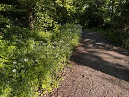 Hecken-Kälberkropf (21.5.)