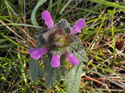 Purpurrote Taubnessel (8.3.)