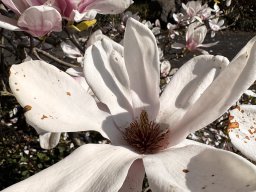 Magnolien (22.3.)