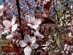 Magnolien (22.3.)