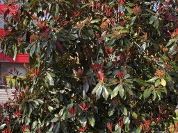 Photinia Serratifolia (22.3.)