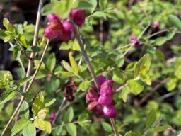 Symphoricarpos Orbiculatus (22.3.)