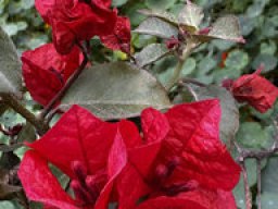 Bougainvillea