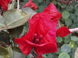 Bougainvillea