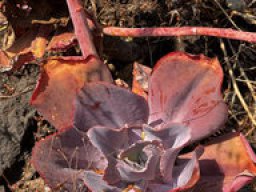 Dudleya