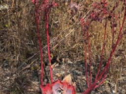 Dudleya