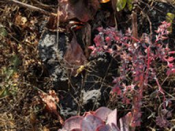 Dudleya