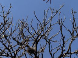 Erythrina - Korallenbaum