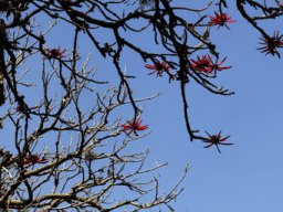 Erythrina americana