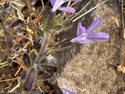 Schizanthus pinnatus