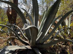 Agave - Maguey