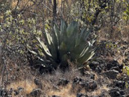 Agave