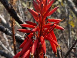 Aloe succotrina